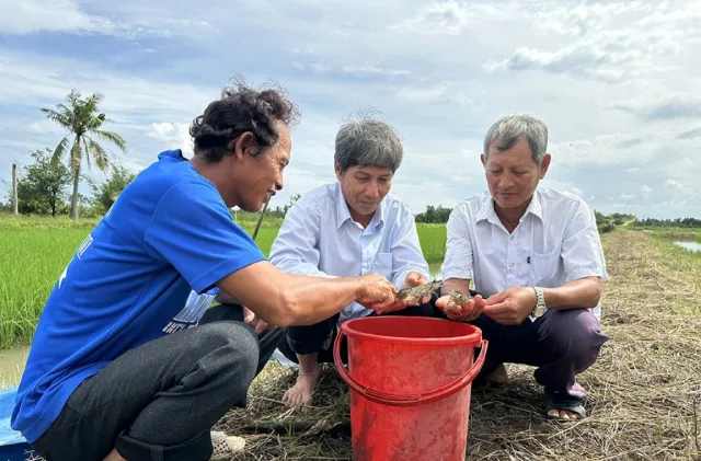 Vì sao Festival Tôm Cà Mau 2026 có ý nghĩa đặc biệt?