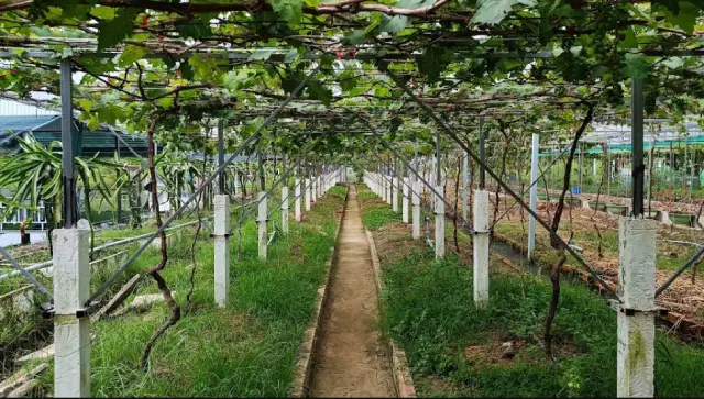 Một số lưu ý khi đi Vườn nho Nguyễn Thơ Cà Mau